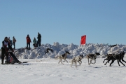 123Кубок Удмуртии в гонках на ездовых собаках 14.03.2015