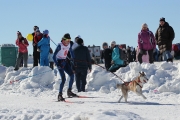 123Кубок Удмуртии в гонках на ездовых собаках 14.03.2015