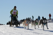 123Кубок Удмуртии в гонках на ездовых собаках 14.03.2015